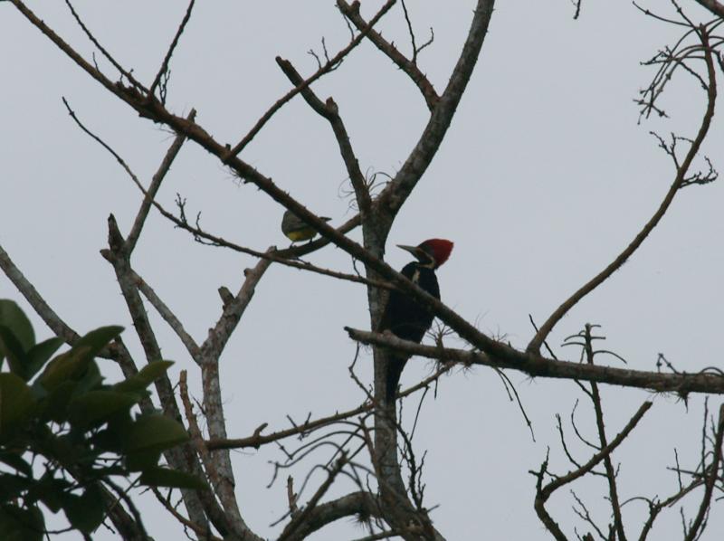 randomLineated Woodpecker