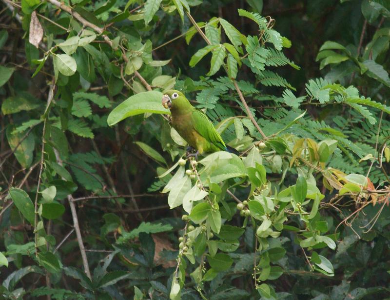 randomOlive-Throated Parakeet