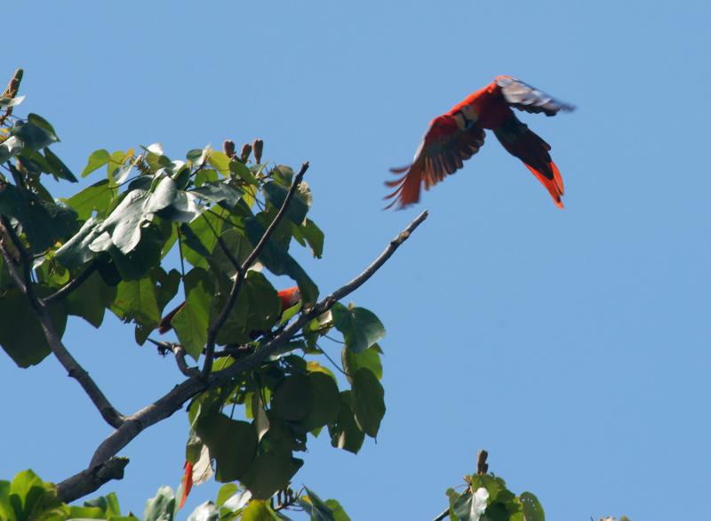 randomScarlet Macaw