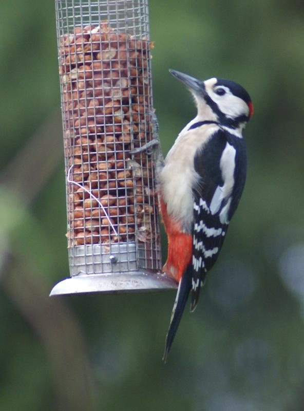 randomGreater Spotted Woodpecker