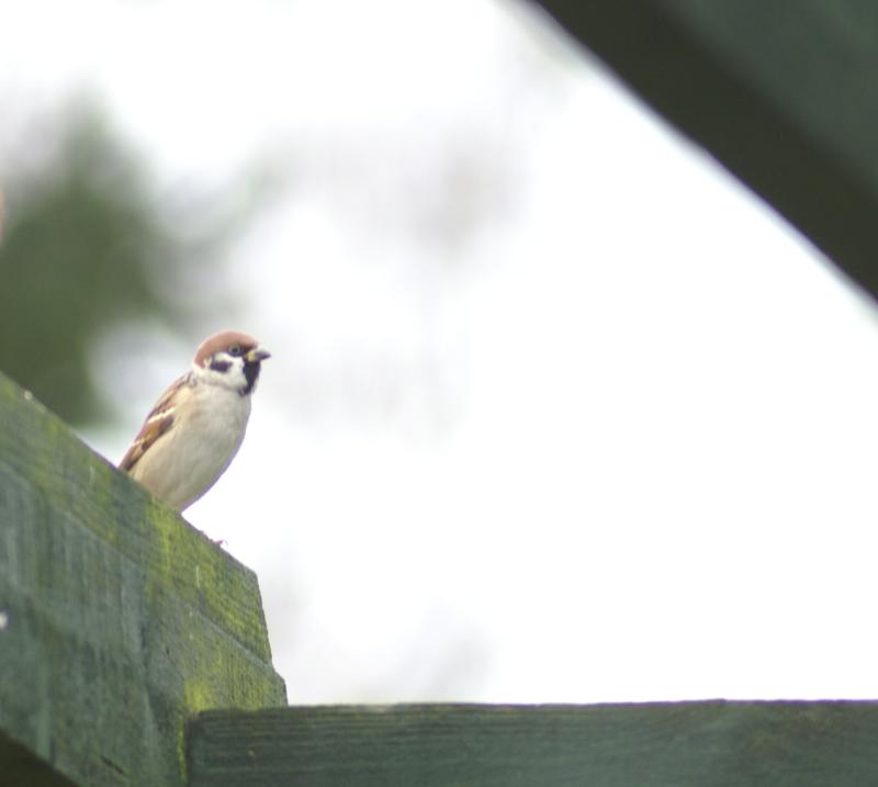randomEurasian Tree Sparrow