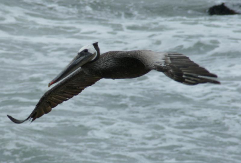 randomBrown Pelican