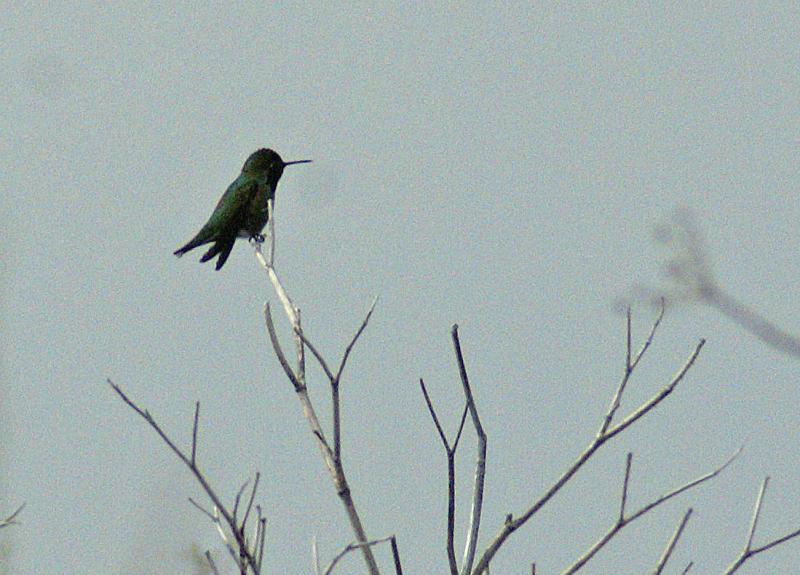 randomBlack-Chinned Hummingbird