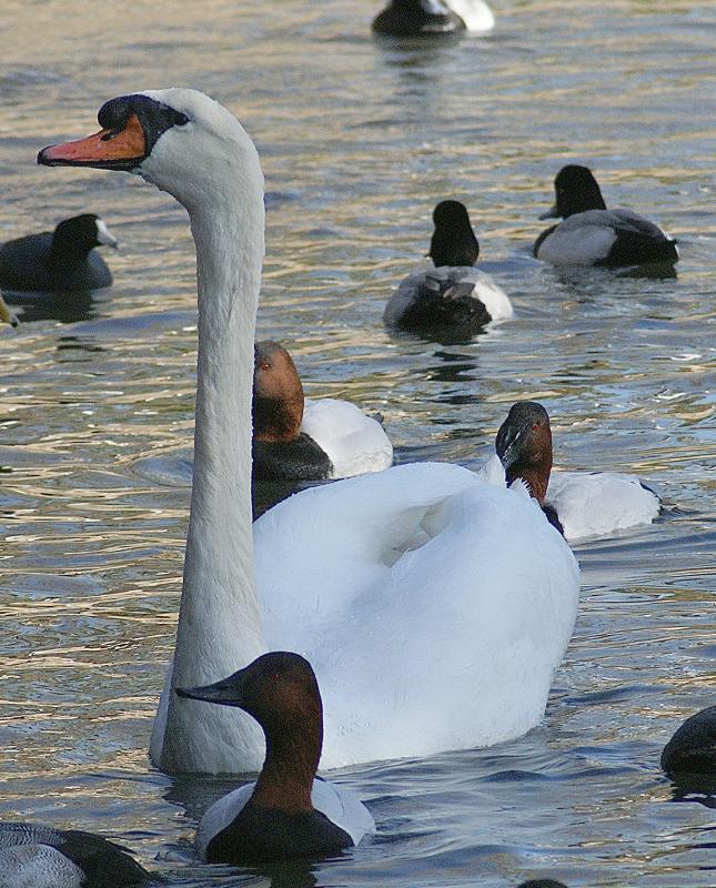 randomMute Swan