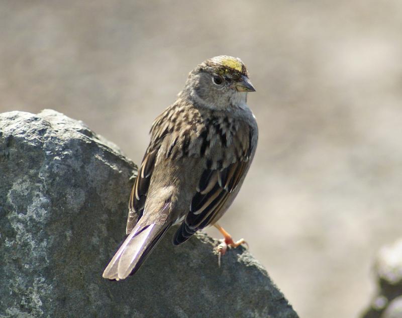 randomGolden-Crowned Sparrow