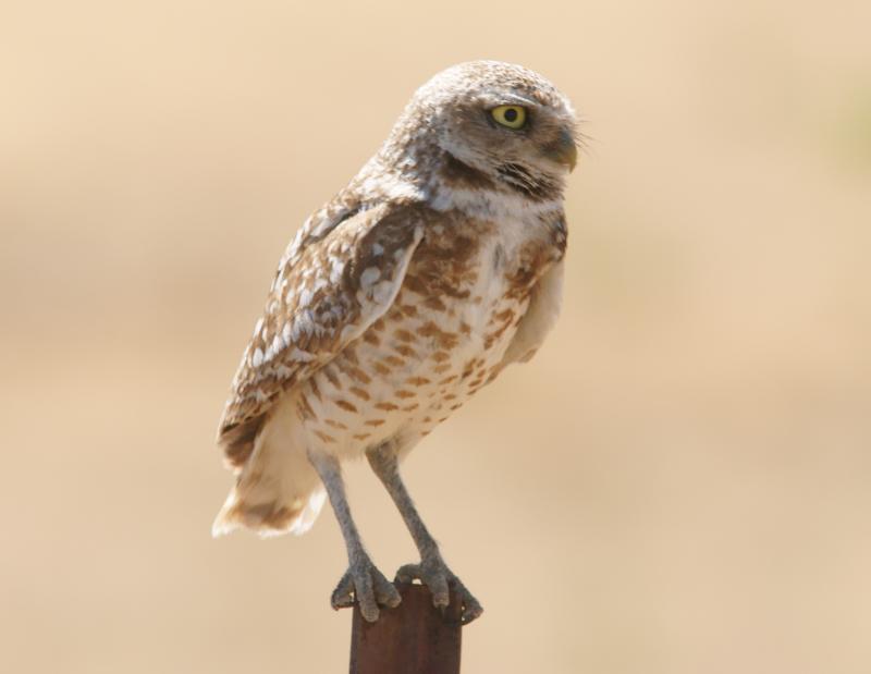 randomBurrowing Owl