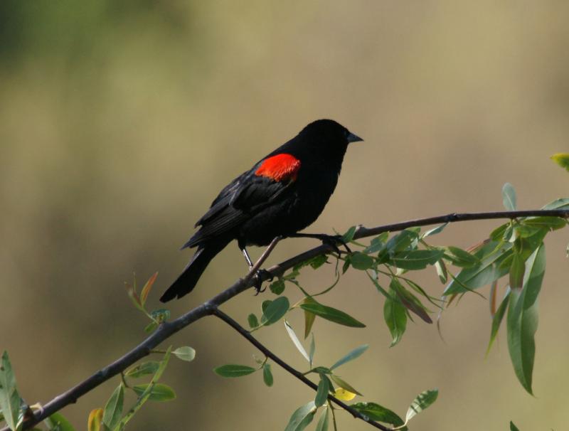 randomRed-Winged Blackbird
