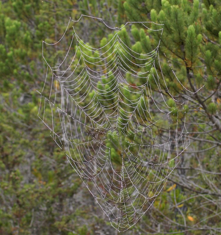 randomMendocino