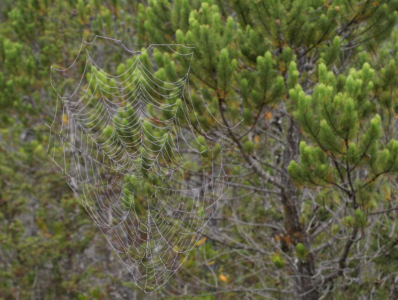 randomMendocino