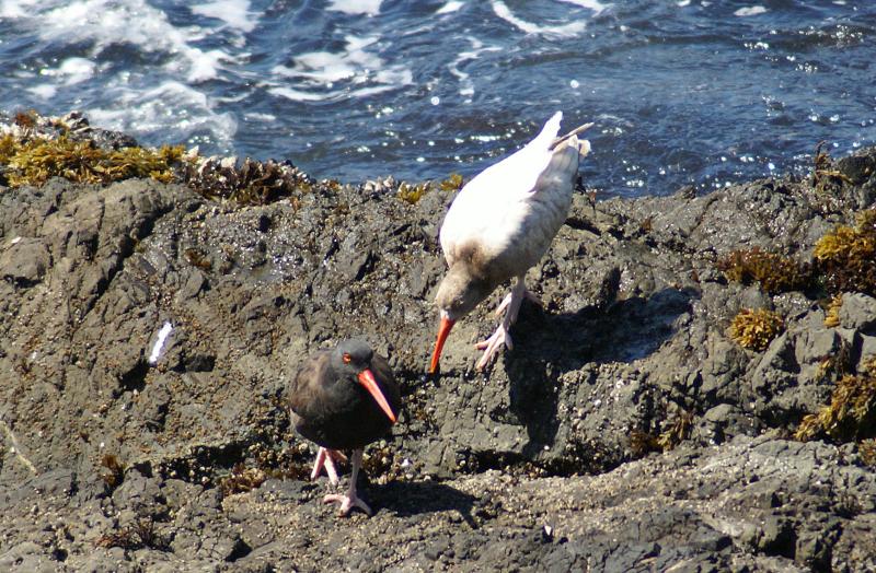 randomMendocino