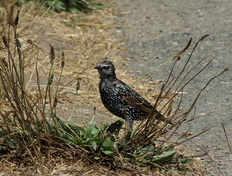 randomEuropean Starling