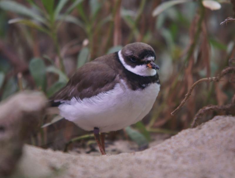 randomSemipalmated Plover