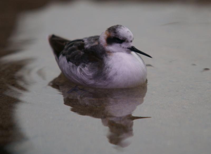 randomRed-Necked Phalarope