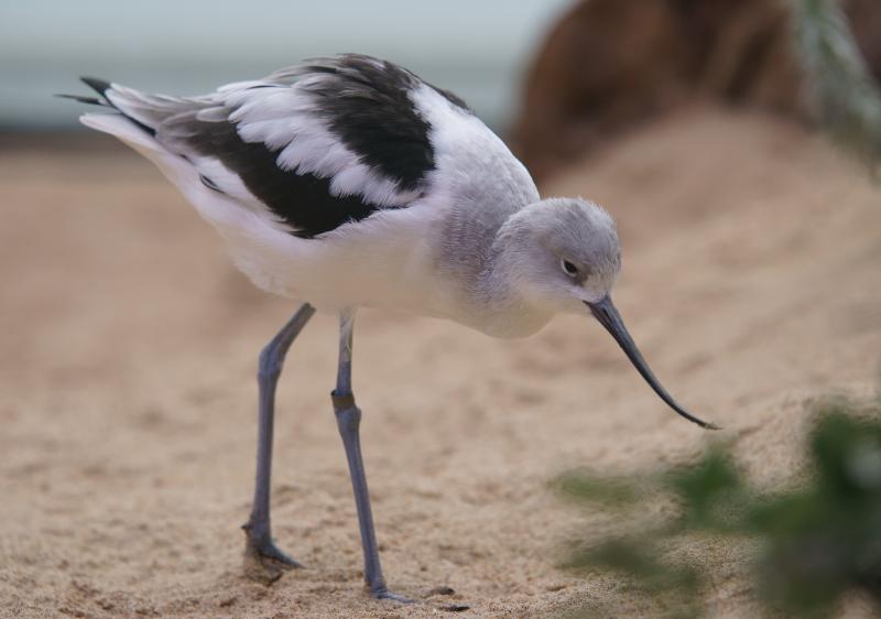 randomAmerican Avocet
