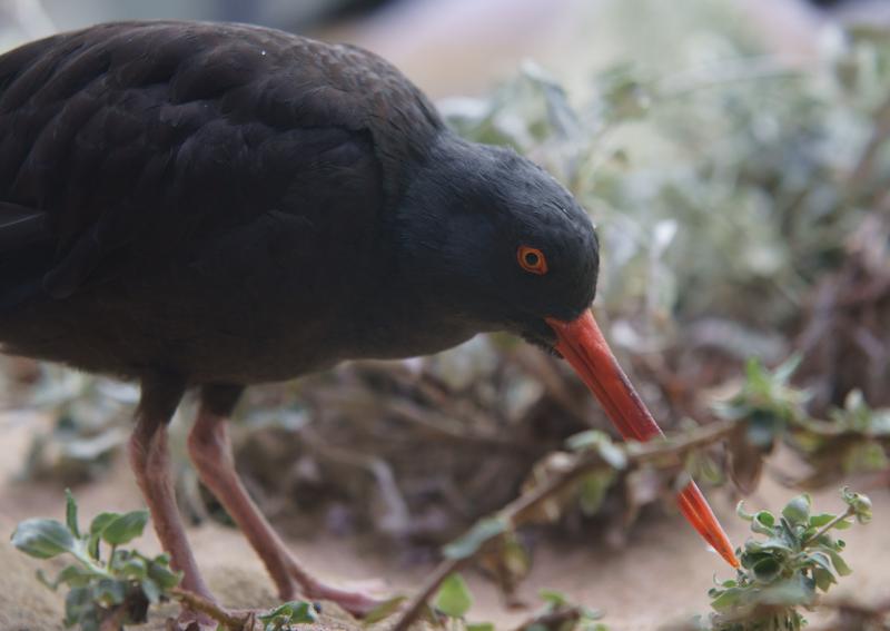 randomBlack Oystercatcher