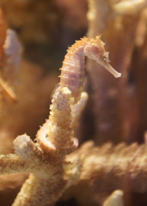 randomLongsnout Seahorse