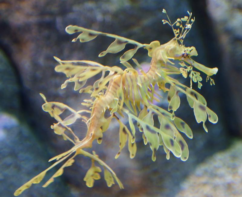 randomLeafy Sea Dragon