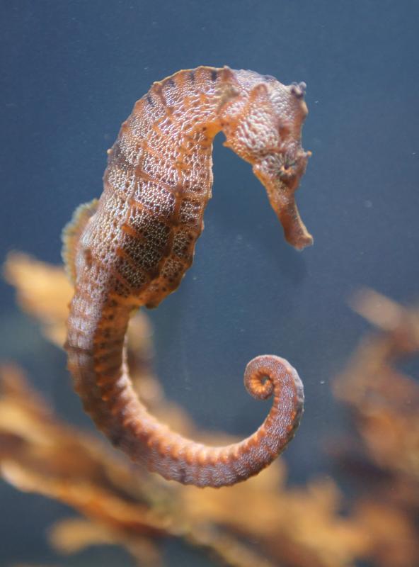 randomPacific Seahorse