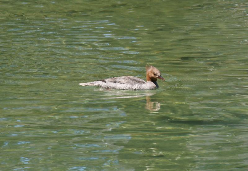 randomCommon Merganser