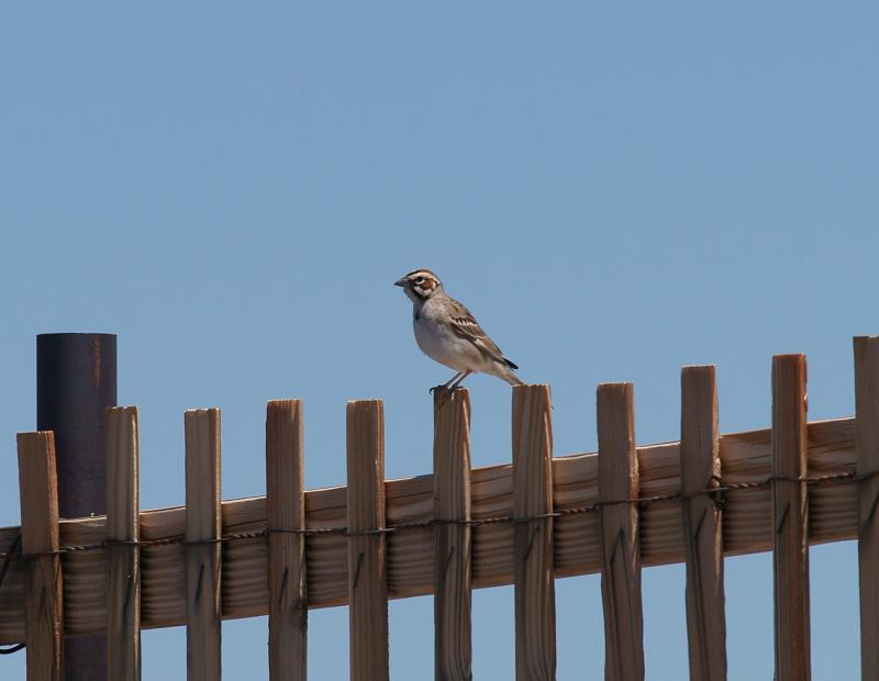 randomLark Sparrow
