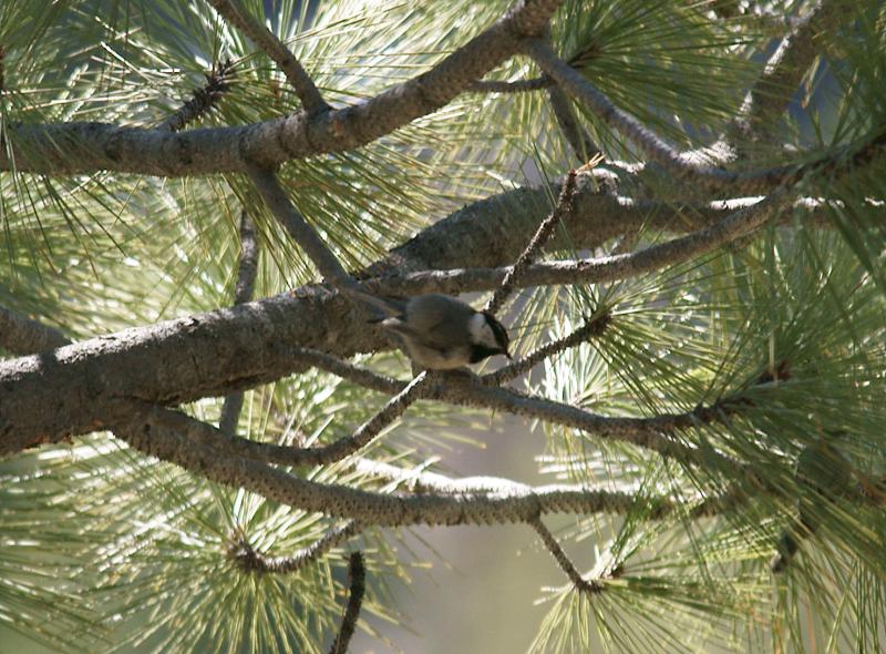 randomMountain Chickadee