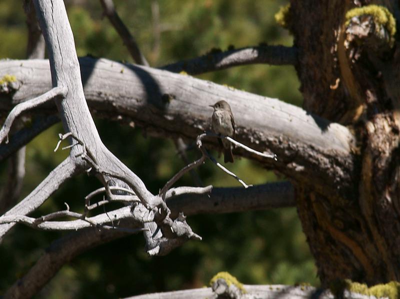 randomWillow Flycatcher