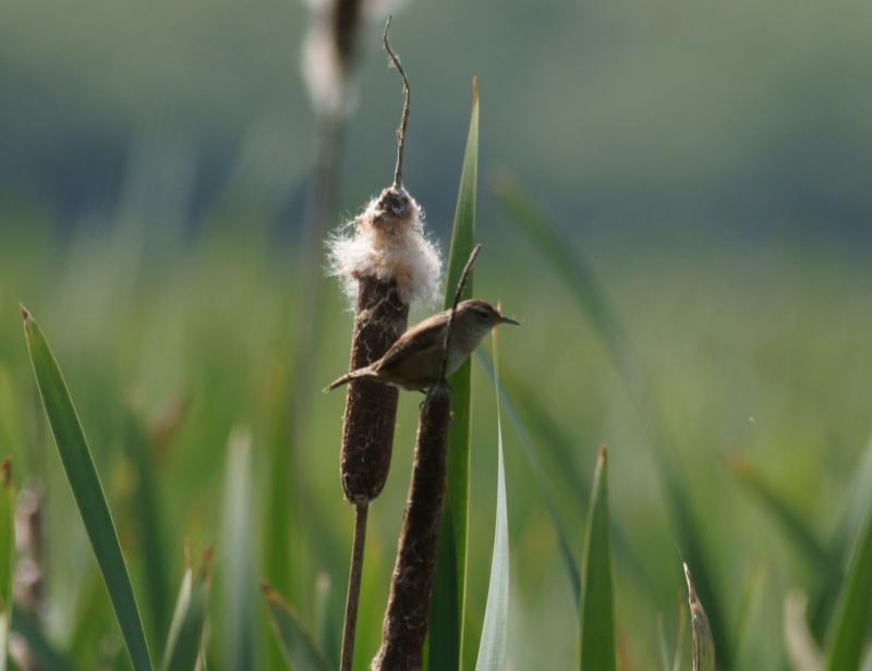 randomMarsh Wren