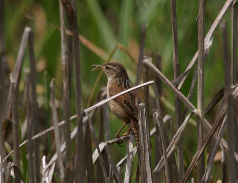 randomMarsh Wren