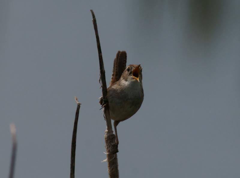 randomMarsh Wren