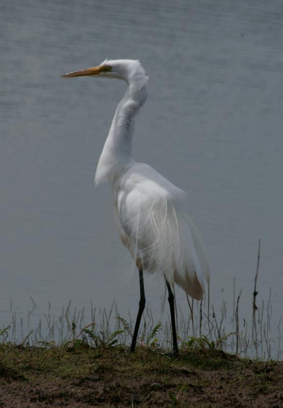 randomGreat Egret
