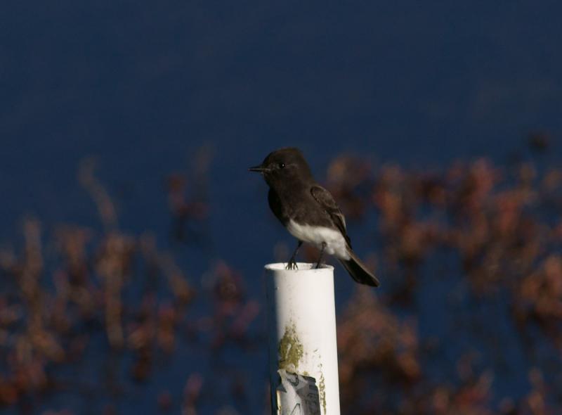randomBlack Phoebe