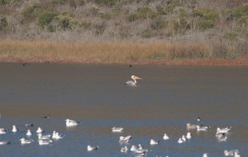 randomCalifornia Gull