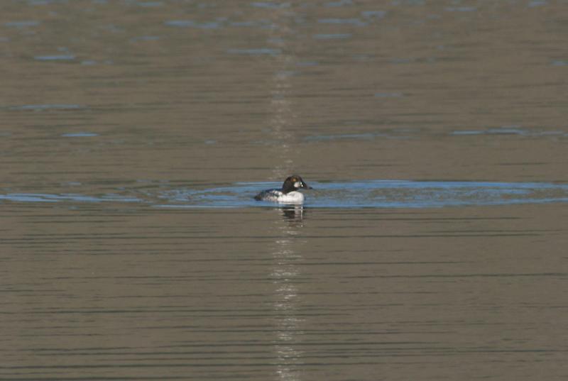 randomCommon Goldeneye