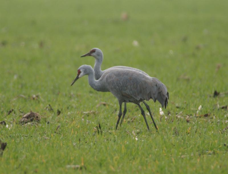 randomSandhill Crane