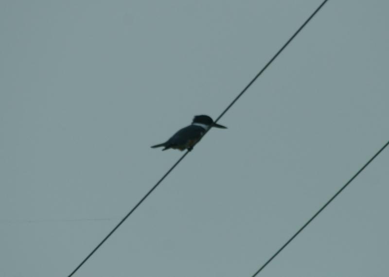 randomBelted Kingfisher