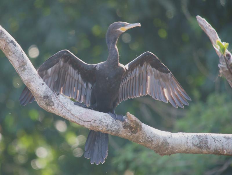 randomOlivaceous Cormorant