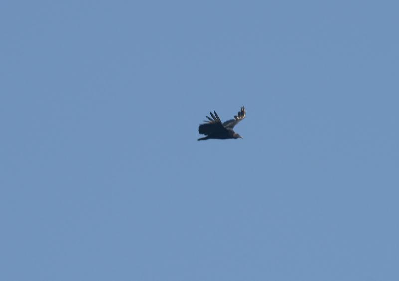 randomBlack Vulture