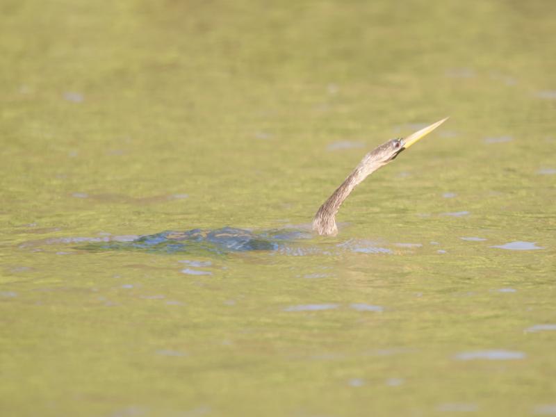 randomAnhinga