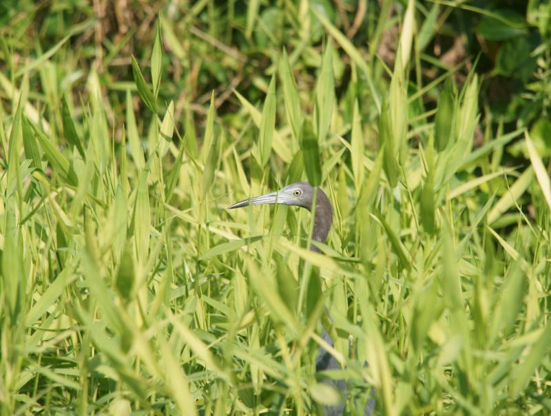 randomLittle Blue Heron