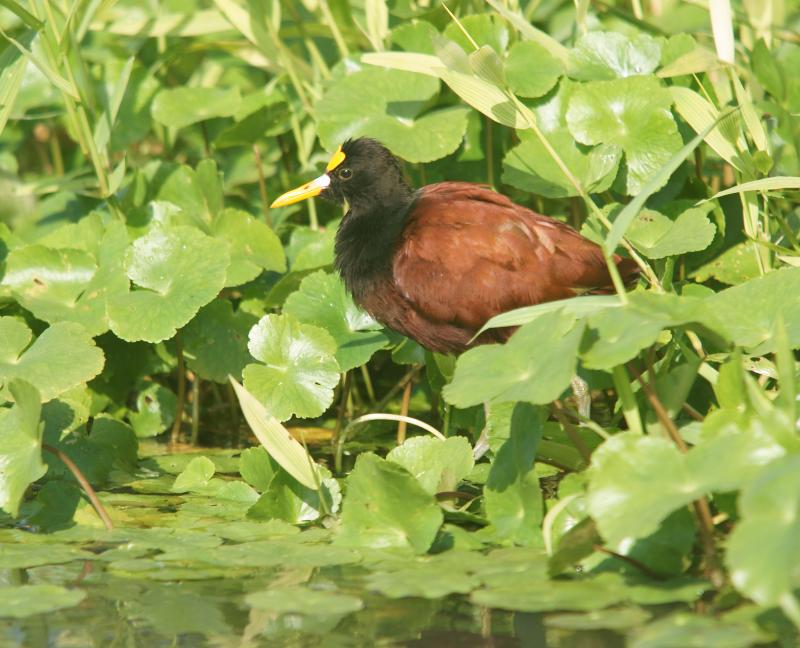 randomNorthern Jacana