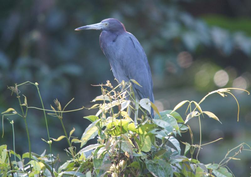 randomLittle Blue Heron