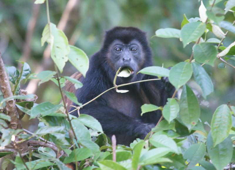 randomMantled Howler Monkey
