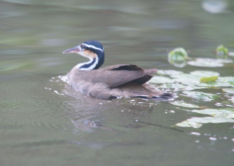 randomSungrebe