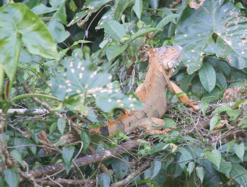 randomGreen Iguana