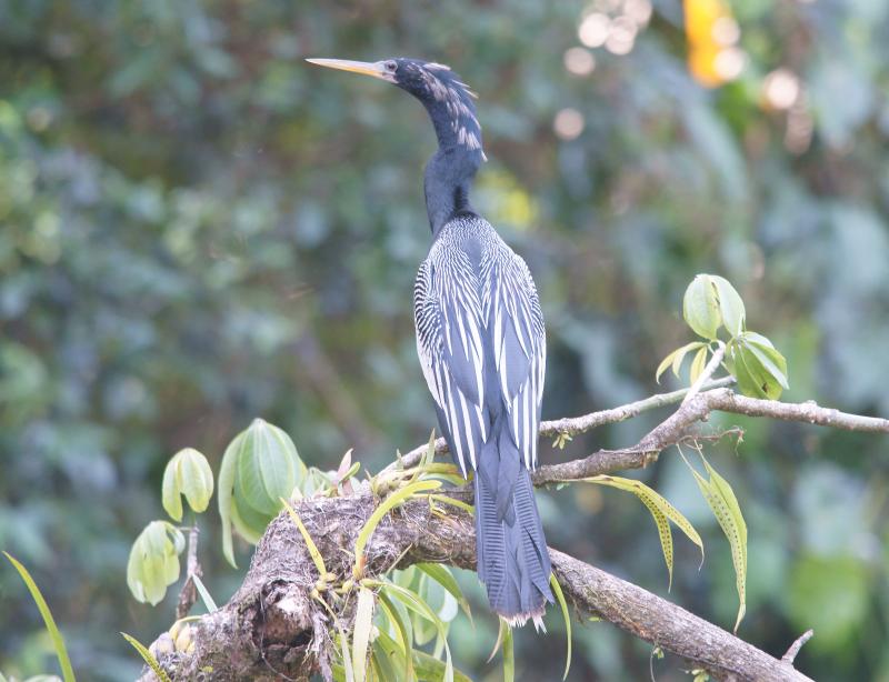 randomAnhinga