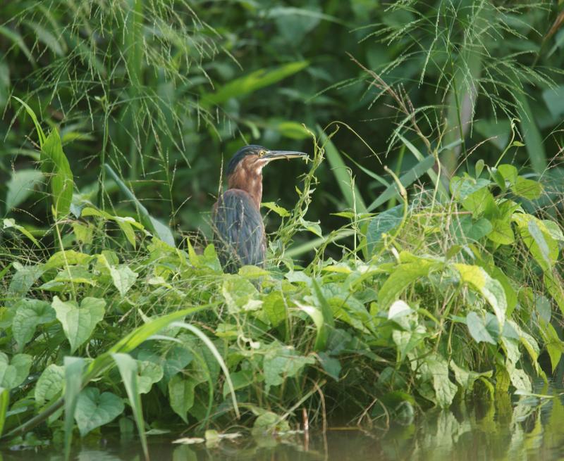randomGreenbacked Heron