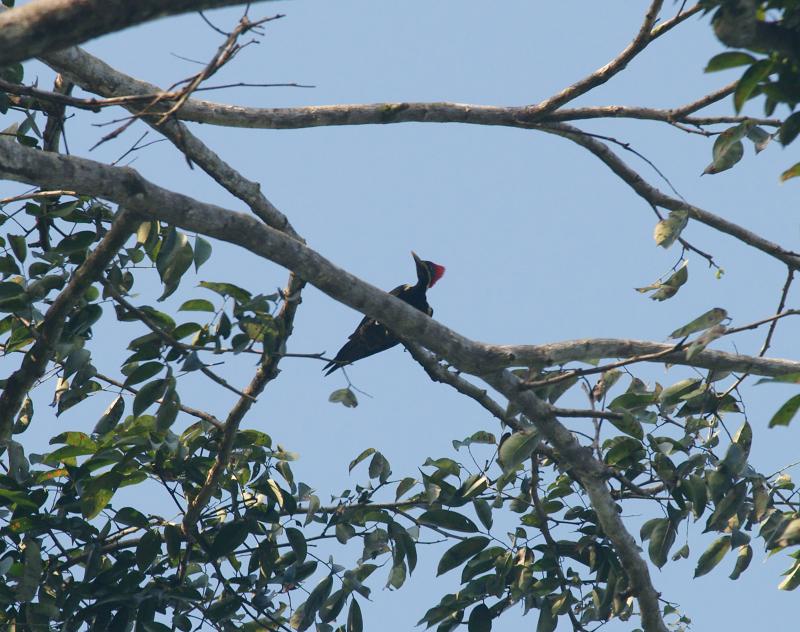randomLineated Woodpecker