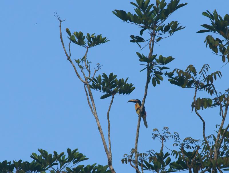 randomCollared Aracari