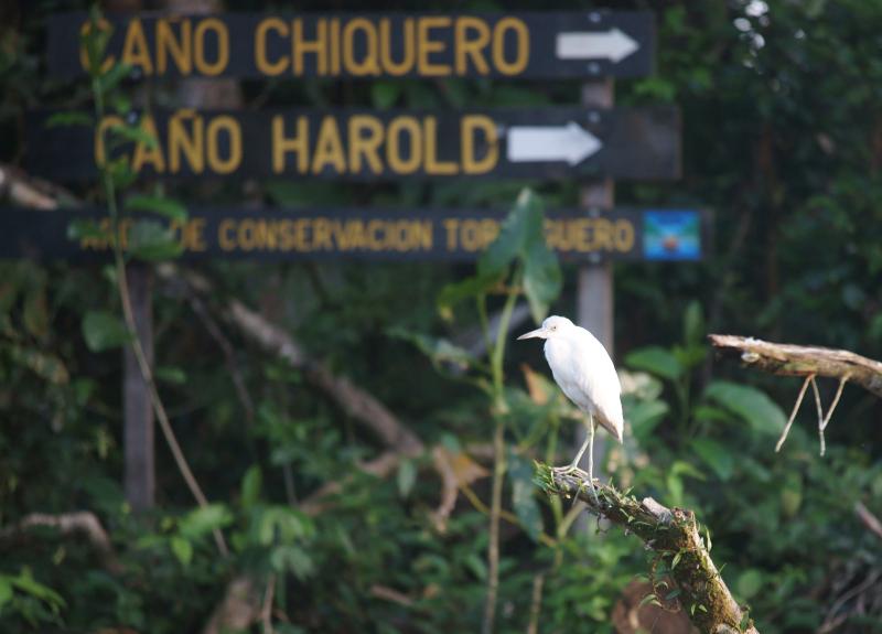 randomLittle Blue Heron