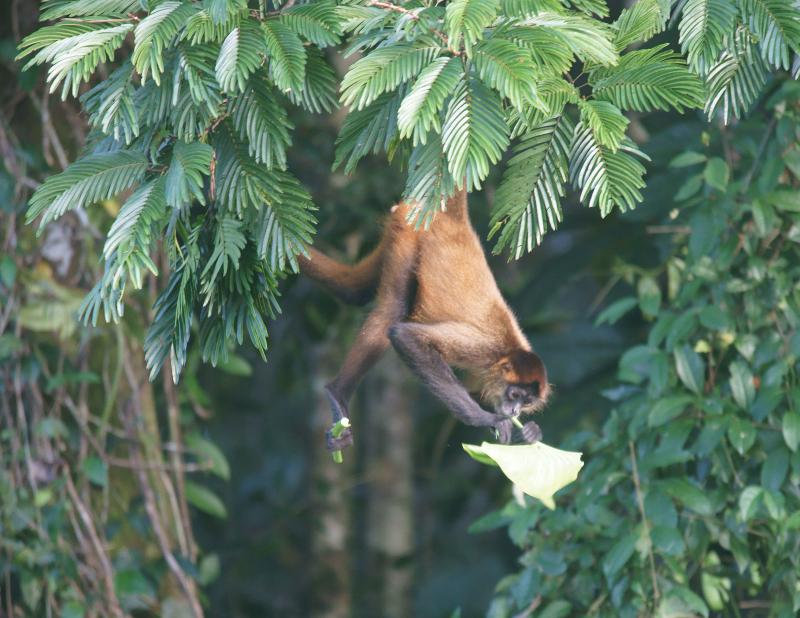 randomSpider Monkey